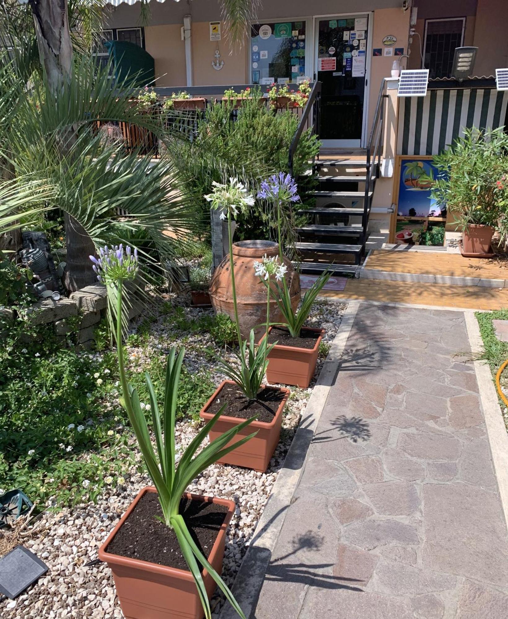 Il Giardino Di Adriana Bed & Breakfast Terracina Exterior photo